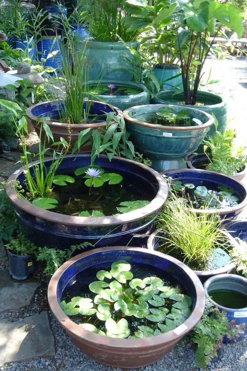 Outdoor Aquatic Garden in Plastic Tubs