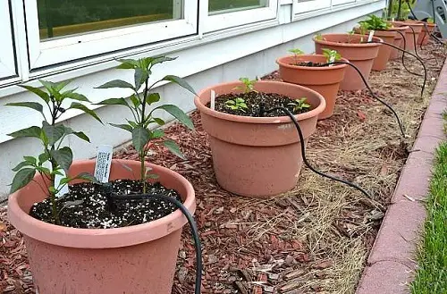 DIY Drip Irrigation for Potted Plants