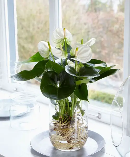 A Blooming Anthurium By the Window