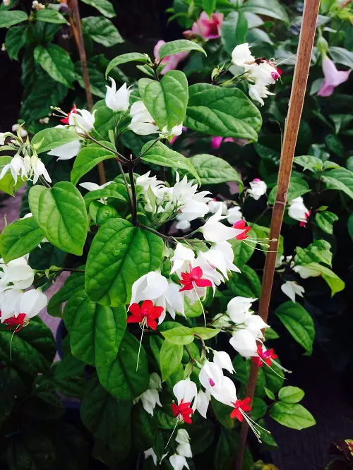 top Splendid Vines with Heart Shaped Leaves