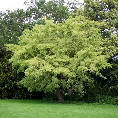Amazing Types of Elm Trees