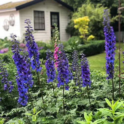 Delphinium Varieties in different colors 54