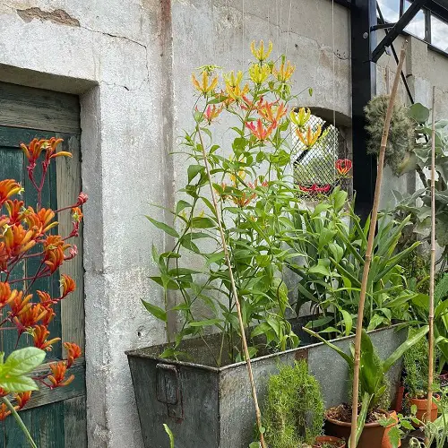 top Best Climbers and Vines with Orange Flowers