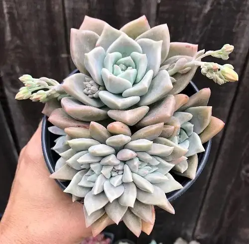 Top Graptosedum Types