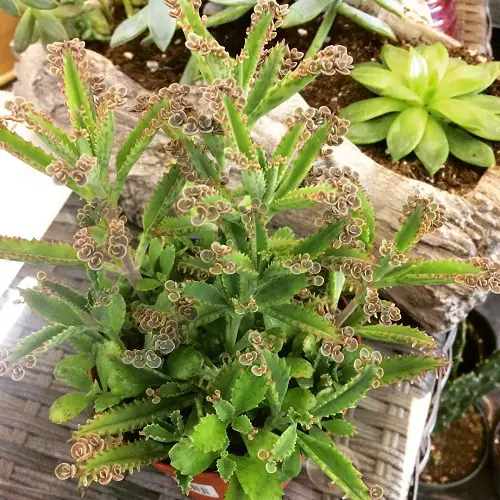 Top Mother from Thousands of Types