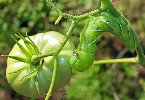 tomato hornworm on tomato plant