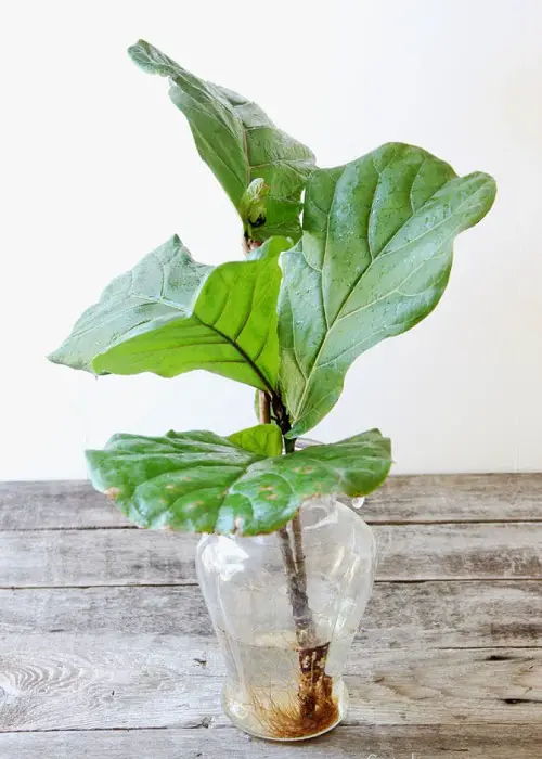 Fiddle Leaf Fig in a Water Jug