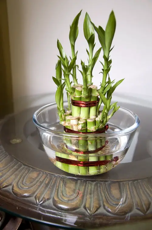Lucky Bamboos in Indoor Water Bowl