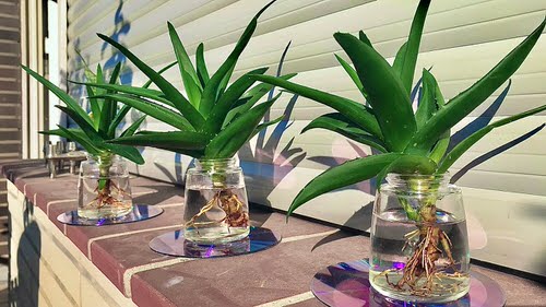 Lush Aloes Thriving Hydroponically