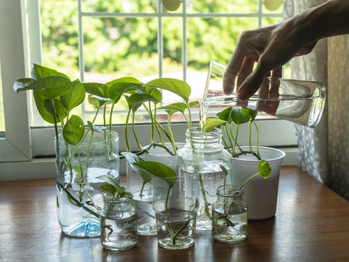 Houseplants Water Garden by the Window