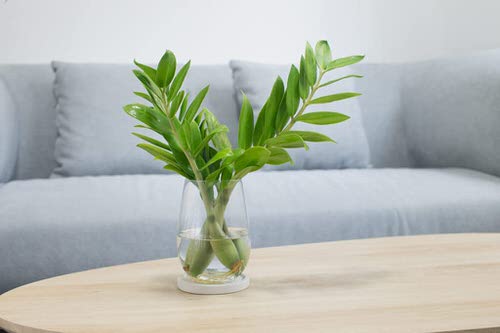 Mini Zz Plant in Water
