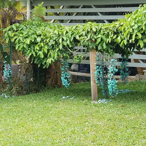 Amazing Vines with Blue Flowers 3