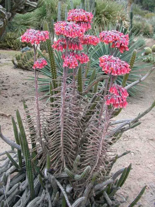 Best Mother of Thousands Variety in garden