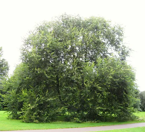 Types of Elm Trees in backyard
