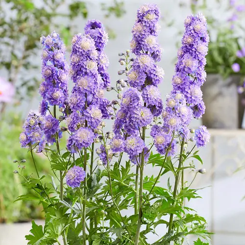 Types of Delphinium Varieties 3