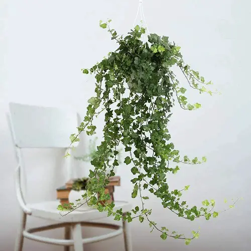 Low Light Hanging Houseplants beautiful