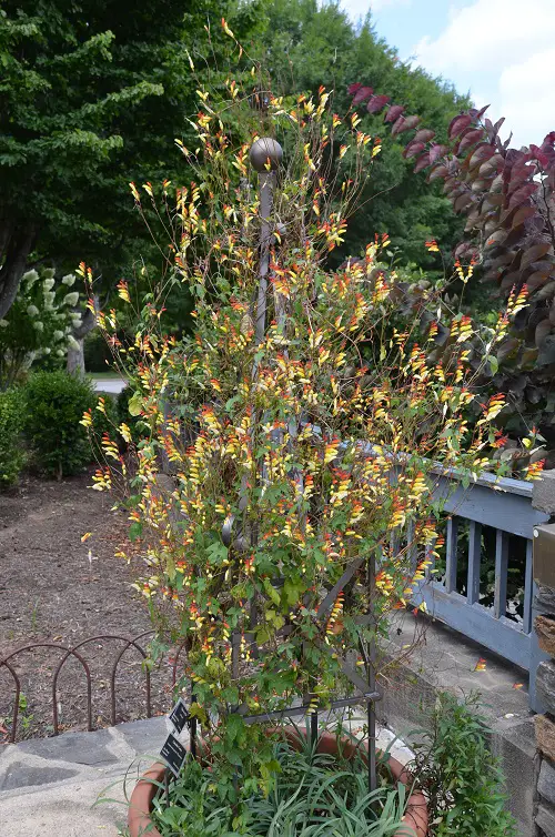 Orange-flowering vines and climbers that are the best