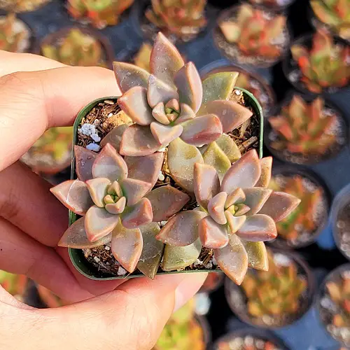 Top best Graptosedum Types 