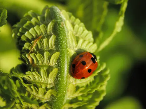 Invite Natural Predators