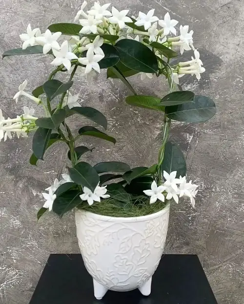 Best Flowering Houseplants in white pot
