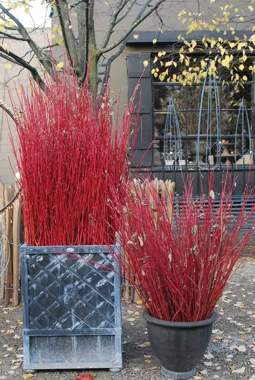 Best Privacy Plants in garden