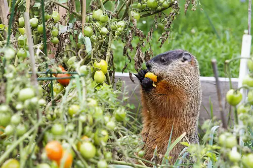 Rodents in garden