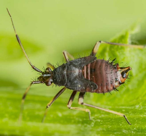 Typical Pests of Houseplants and Their Solutions