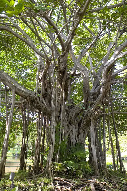 Try to Spot Visible Roots