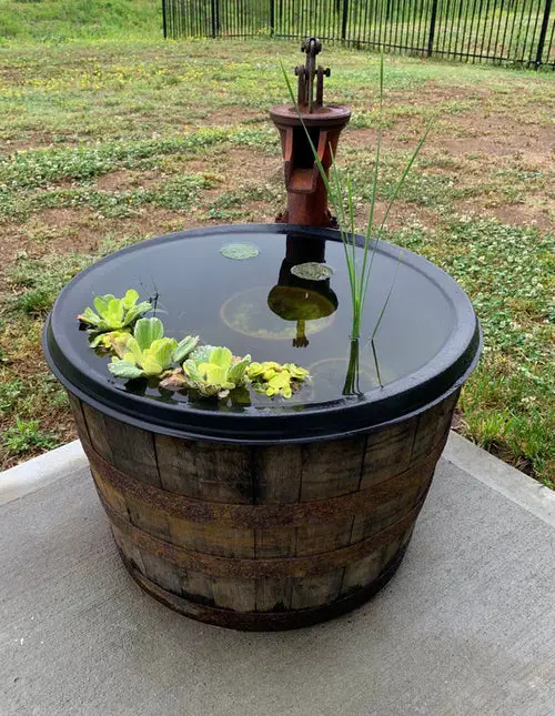 Mini Aquatic Tank in Whiskey Barrel