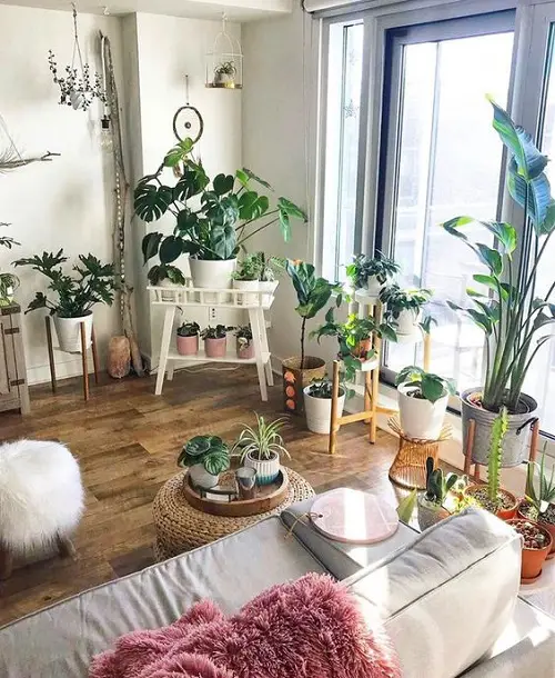 Great Ideas to Display Houseplants