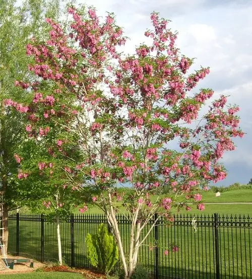  Trees with Purple Flowers 