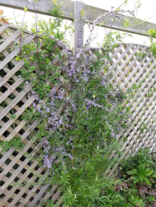 beautiful Best Privacy Plants That Can Become Perfect Screen for Outdoors