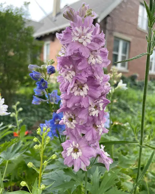 Delphinium Varieties in different colors in garden 4