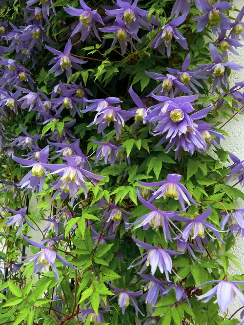 top Vines with Blue Flowers