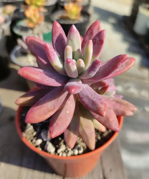 Best Graptosedum Varieties in your garden