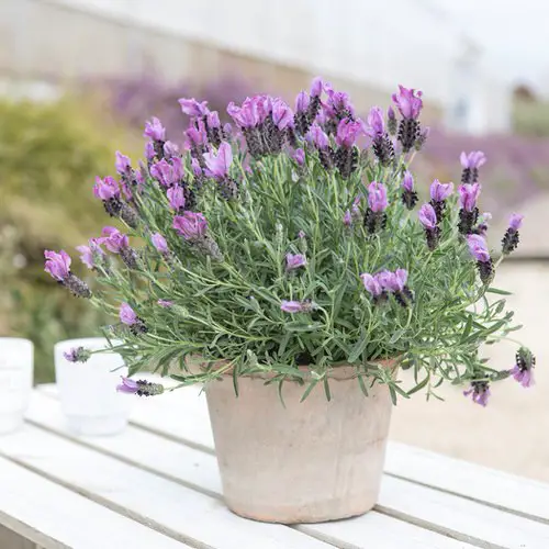 beautiful Plants that Help in Hair Growth