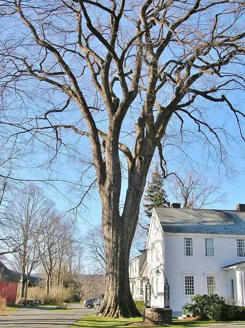 Observe the Tree in Winter