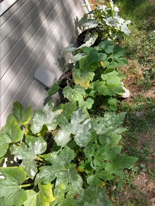 Protect Cucumbers and Squashes from Powdery Mildew