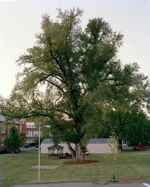 Types of Elm Trees
