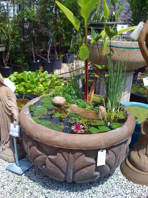 Aquatic Pond in Textured Cement Tub