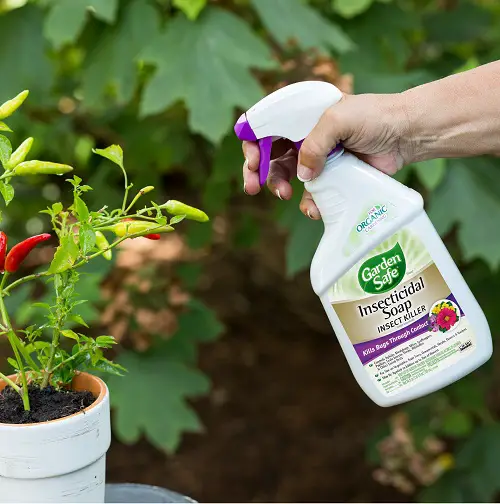 Apply Insecticidal Soap