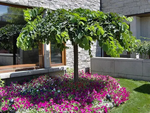 top Types of Elm Trees