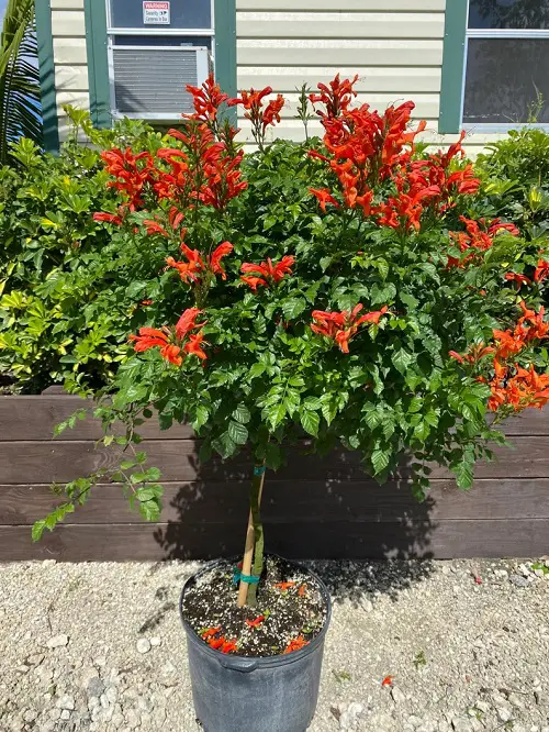 The Best Orange-Flowered Climbers and Vines in pot