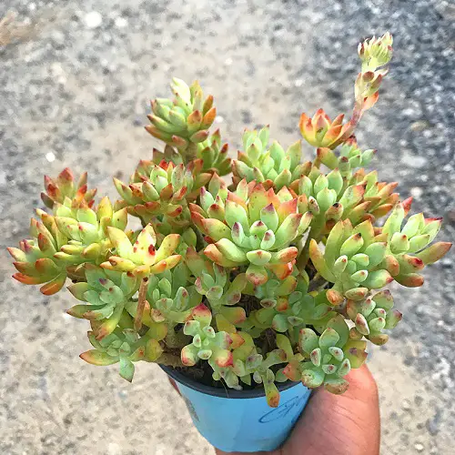 Graptosedum Varieties in your garden