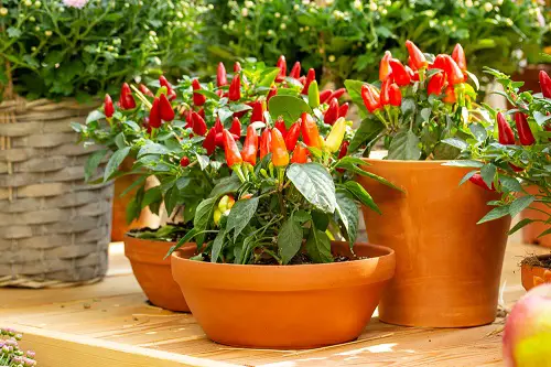 pepper growing in containers