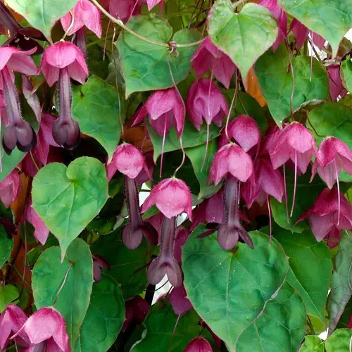 Vines with Heart Shaped Leaves