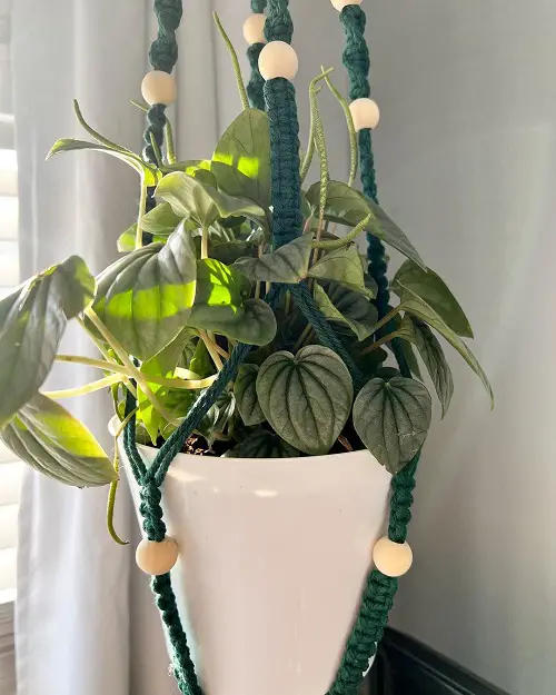 Low Light Hanging Houseplants