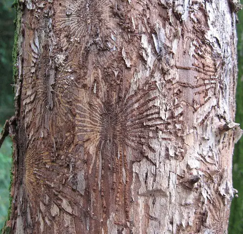 Watch Out for Sick Trees