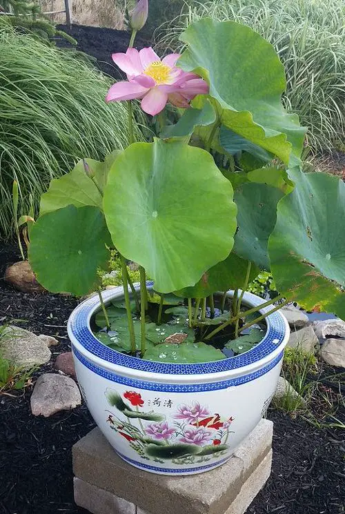 Indoor Plants in Water Garden Ideas Lotus Garden in Beautiful Ceramic