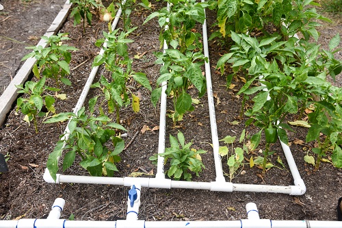 Raised Bed Drip Irrigation using PVC Pipes